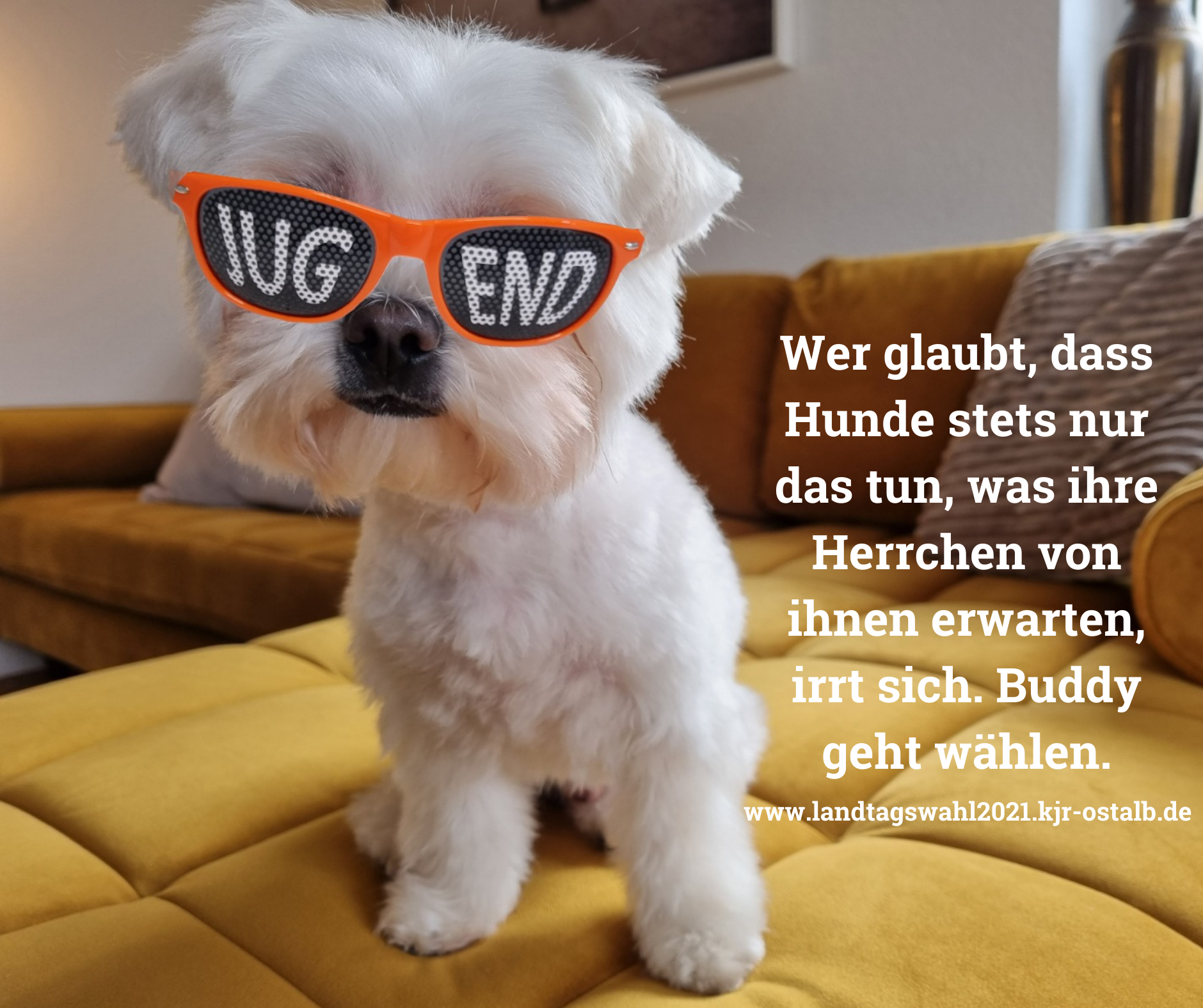 Ein kleiner weißer Hund mit orangefarbener Sonnenbrille und der Aufschrift „JUGEND“ sitzt auf einem gelben Sofa. Der Text im Bild lautet, dass Hunde tun, was ihre Besitzer erwarten, und endet mit „Buddy geht wählen“. Unten sehen Sie die Website www.landtagswahl2021.kjr-ostalb.de.
